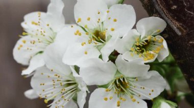 İlkbaharda açan beyaz çiçekli dal, yakın plan..