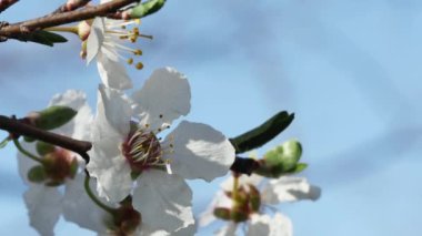 Baharın açtığı dallar mavi bir gökyüzüne karşı beyaz çiçekler açıyor..