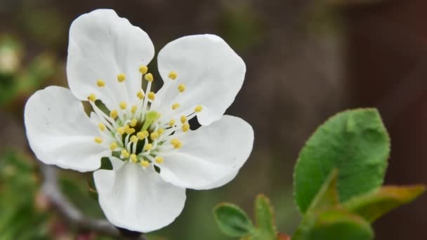 Flor Primavera Bonita Branca Florescendo Ramo — Vídeo de Stock