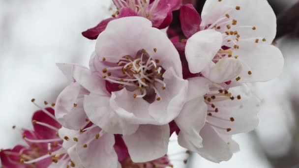 Κλαδί Βερίκοκου Γεμάτο Ανθισμένα Λουλούδια Κοντινό Πλάνο — Αρχείο Βίντεο