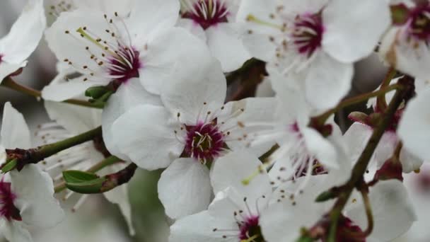 Полная Ветка Красивой Весной Цветут Белые Цветы Размытом Фоне Крупным — стоковое видео