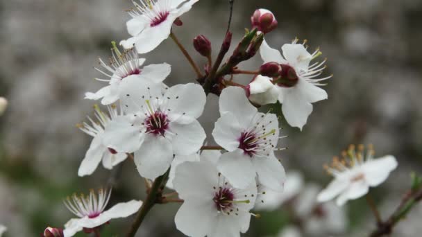 Ramo Cheio Com Flores Brancas Florescendo Primavera Fundo Borrado Close — Vídeo de Stock