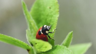 Bayan inek sallanan yeşil bir yaprağa tutun..
