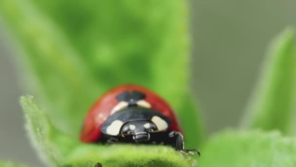 Ladybug Падает Зеленого Листья Крупным Планом — стоковое видео