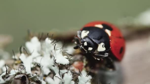 Red Ladybug Cleans Her Paws Branch Close — Stock Video