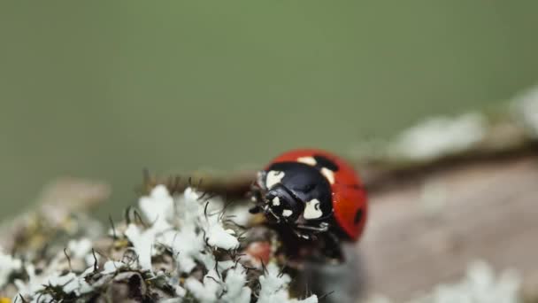 Red Ladybug Cleans Her Paws Branch — Stock Video