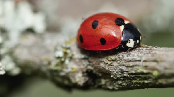 Red Ladybug Branch Side View Close — Stock Video