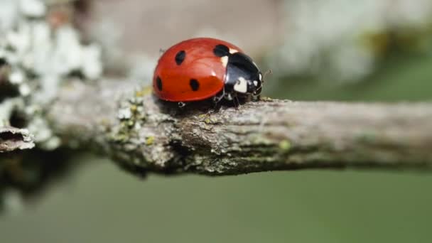 Red Ladybug Branch Side View — Stock Video