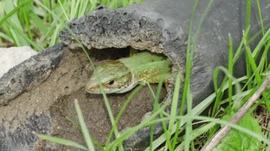 Terk edilmiş eski plastik bir boruda Avrupalı yeşil kertenkele