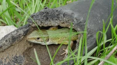 Terk edilmiş eski plastik bir boruda Avrupalı yeşil kertenkele, yakın plan..