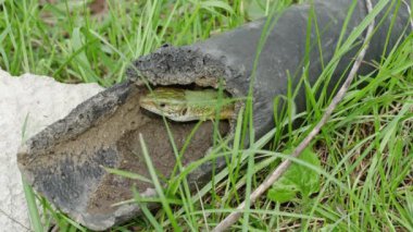 Avrupalı yeşil kertenkele terk edilmiş siyah bir borunun içinde.