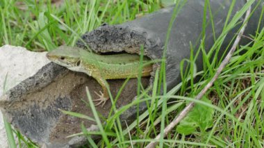  Avrupai yeşil kertenkele terk edilmiş plastik bir boruda açıklıkta.