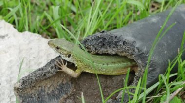  Avrupalı yeşil kertenkele terk edilmiş bir plastik boruda yaşıyor yeşil bahar çimenlerinde, yan manzara.