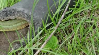 Avrupalı yeşil kertenkele terk edilmiş bir plastik borunun içinde yaşıyor..