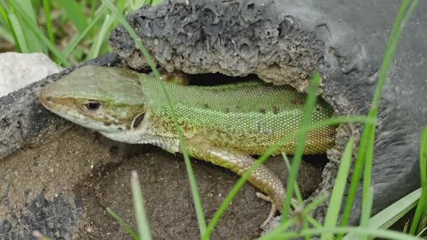 European Green Lizard Abandoned Plastic Black Pipe Close — Stock Video