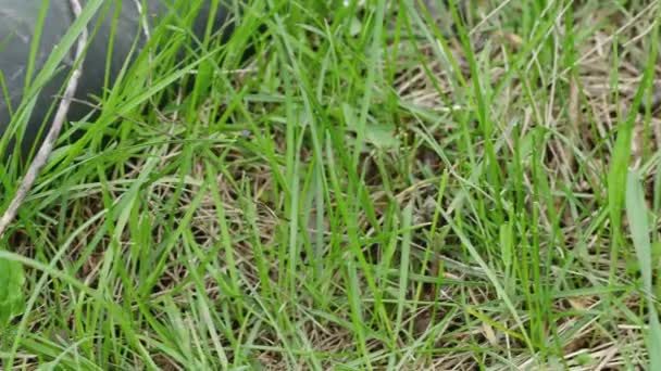 풀밭에 버려진 플라스틱 파이프 유럽의 도마뱀 옆으로 보이는 — 비디오