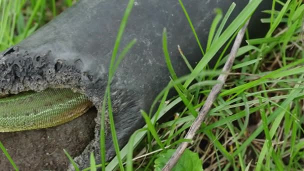 유럽의 도마뱀은 버려진 플라스틱 파이프 있습니다 개간지에서 가까이 — 비디오