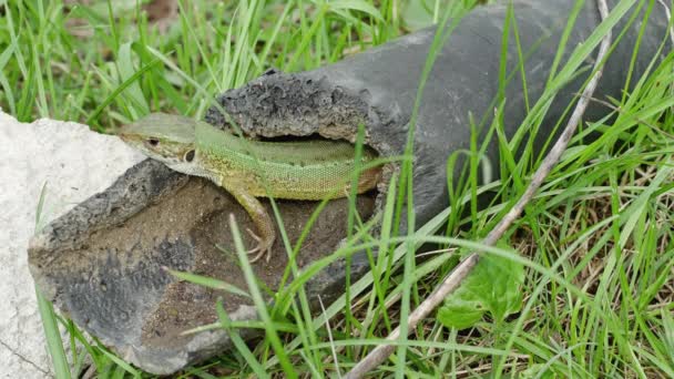 풀밭에 버려진 플라스틱 파이프 유럽의 도마뱀 — 비디오