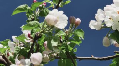 Bir kelebek, bir elma ağacının çiçek açan çiçeklerinden oluşan nektarla beslenir. Mavi gökyüzüne karşı, yakın planda..