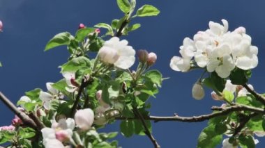 Bir kelebek mavi gökyüzüne karşı elma ağacının çiçek açan çiçekleriyle beslenir.