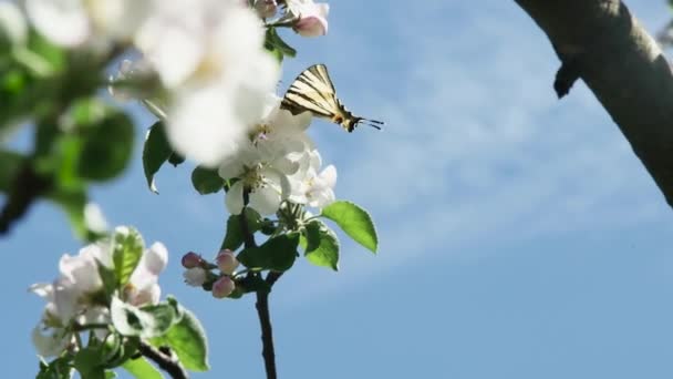 Ein Schmetterling Ernährt Sich Von Nektar Blühender Blüten Eines Apfelbaums — Stockvideo