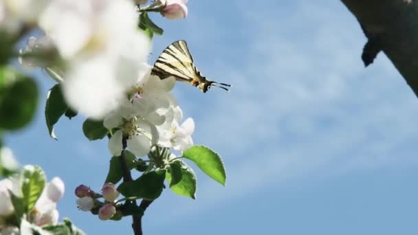 Podalirium 在美丽的天空中以苹果树开花的花蜜为食 — 图库视频影像