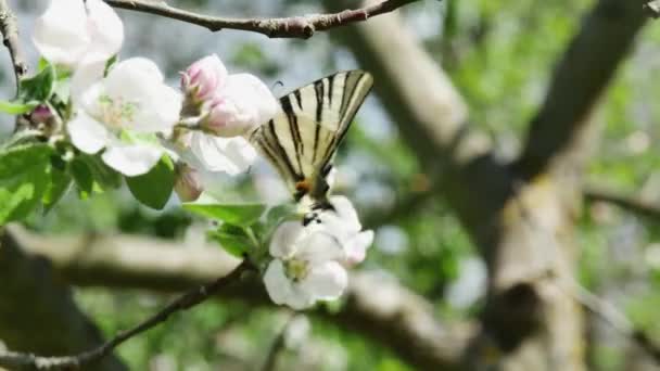 Motýl Podalirium Živí Nektarem Kvetoucích Květů Jabloně Pozadí Lesa — Stock video