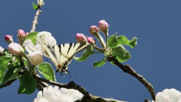 Бабочка Подалирий Питается Нектаром Цветущих Цветов Яблони Фоне Неба Крупным — стоковое видео