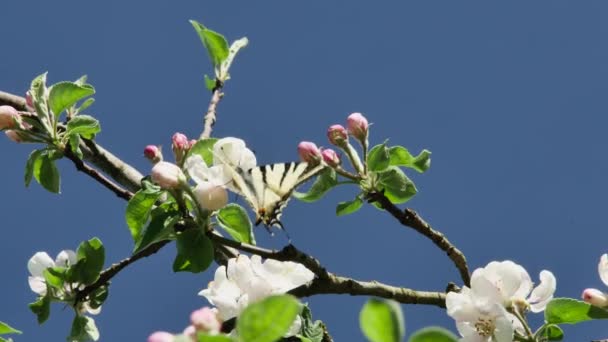 Бабочка Подалирий Питается Нектаром Цветущих Цветов Яблони Небе — стоковое видео