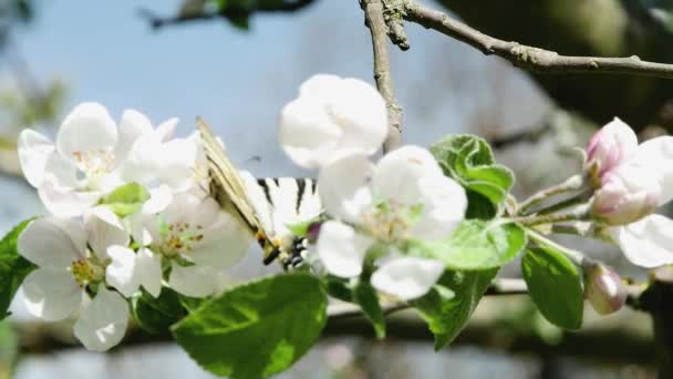 Mariposa Alimenta Néctar Flores Manzano Flor Primavera — Vídeo de stock