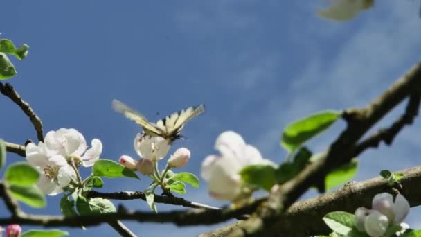 Motýl Kvetoucí Jabloň Květiny Proti Obloze — Stock video