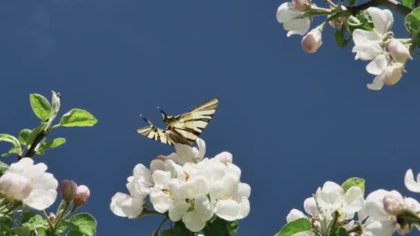 Mariposa Alimenta Néctar Flores Florecientes Manzano Contra Cielo — Vídeos de Stock