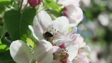 Bal arısı, bulanık bir arkaplanda elma ağacının güzel çiçeğinden nektar toplar..