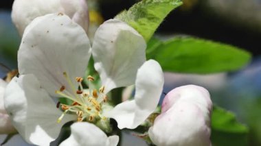 Bir bal arısı elma ağacının içinden geçer, yakından..