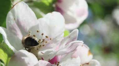 Bal arısı, rüzgardan sallanan elma ağacından nektar toplar. Bulanık arka planda, yakın planda..