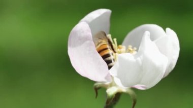 Bal arısı bir elma ağacından nektar toplar, yan görünüm, yakın plan..