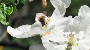  Bal arısı bir elma ağacının güzel çiçeğinden uçar gider, bulanık bir arka planda, yakın plan.