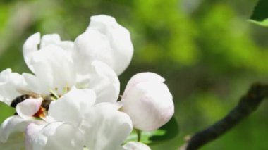 Bal arısı bir elma ağacının çiçeğinden nektar toplar, bir ormanın arka planına karşı, bulanık bir zeminde.