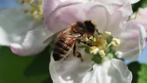 Κοντινό Πλάνο Μέλισσας Μηλιά — Αρχείο Βίντεο