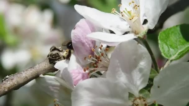 蜜蜂从在风中摇曳的苹果树上采集花蜜 背景模糊不清 — 图库视频影像