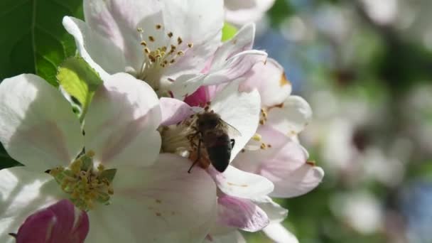 Медова Бджола Збирає Нектар Красивої Весняної Квітки Яблуні Розмитому Фоні — стокове відео