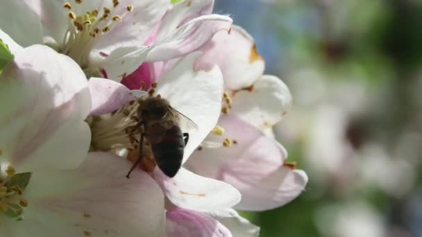 Včela Sbírá Nektar Krásného Jarního Květu Jabloně Rozmazaném Pozadí Zblízka — Stock video