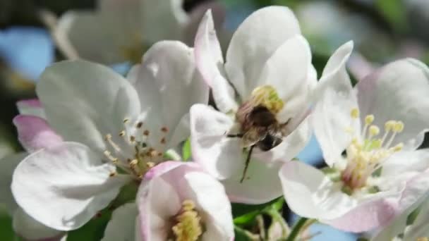 Ett Honungsbi Samlar Nektar Från Ett Äppelträd Som Svajar Vinden — Stockvideo