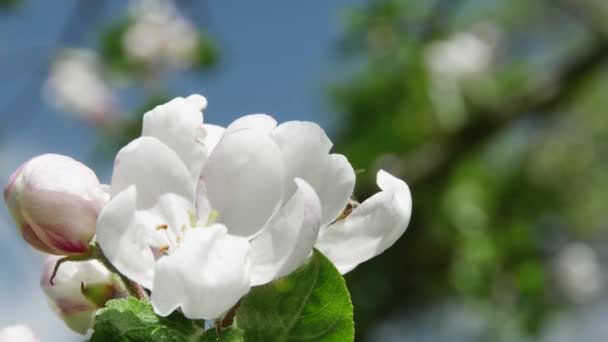 Abelha Mel Coleta Néctar Uma Flor Florescente Uma Árvore Maçã — Vídeo de Stock