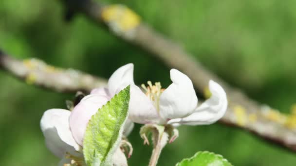 Abeille Mellifère Recueille Nectar Une Fleur Pommier Sur Fond Forêt — Video