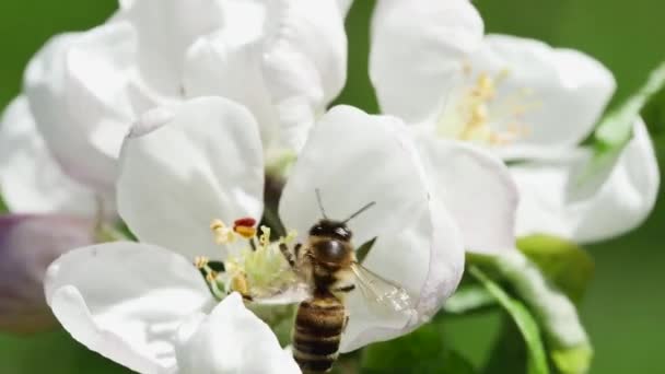 Včela Sbírá Nektar Květu Jabloně Rozmazaném Pozadí — Stock video