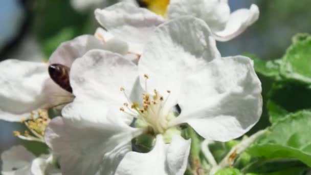 Honungsbi Samlar Nektar Från Äppelträd Blomma Sidovy Suddig Bakgrund Närbild — Stockvideo