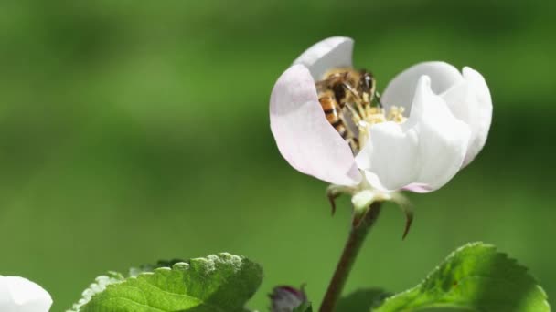 Včela Sbírá Nektar Květu Jabloně Boční Pohled — Stock video