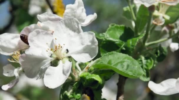 Včela Sbírá Nektar Květu Jabloně Boční Pohled Rozmazaném Pozadí — Stock video