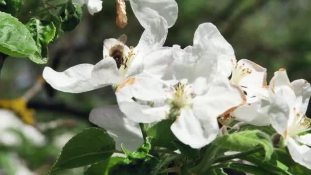 Honungsbi Flyger Bort Från Vacker Blomma Ett Äppelträd Suddig Bakgrund — Stockvideo